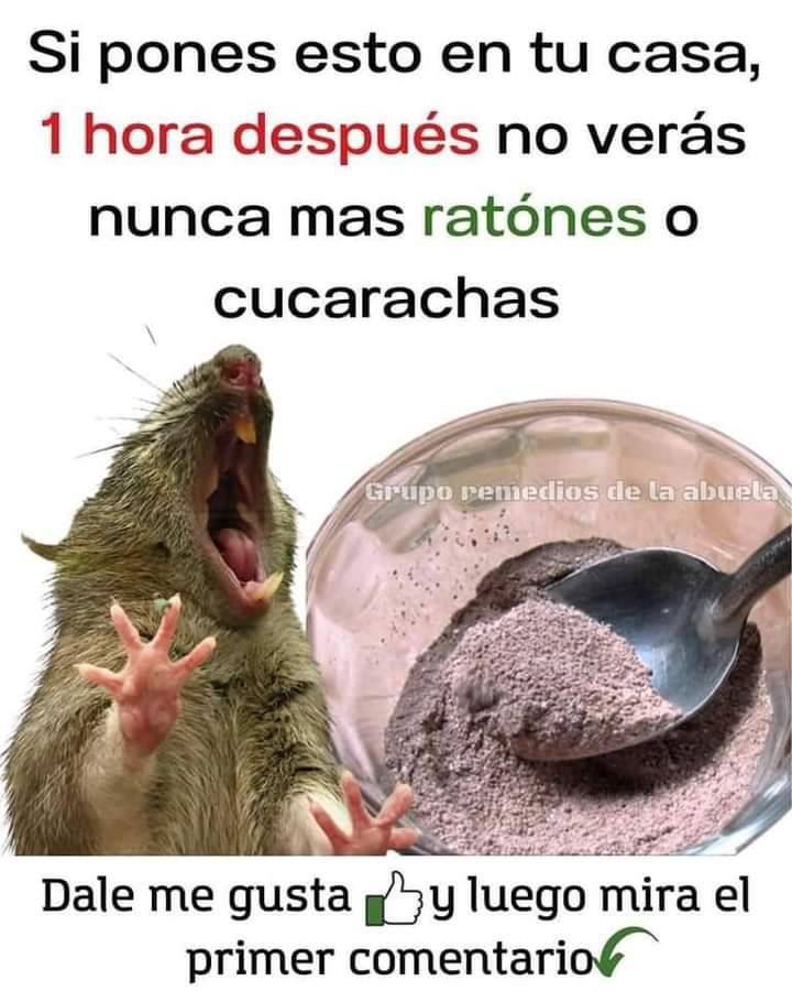 Remedio Casero para Ratones y Cucarachas
