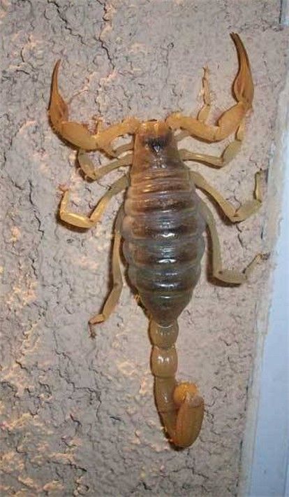 Alacrán sobre una pared