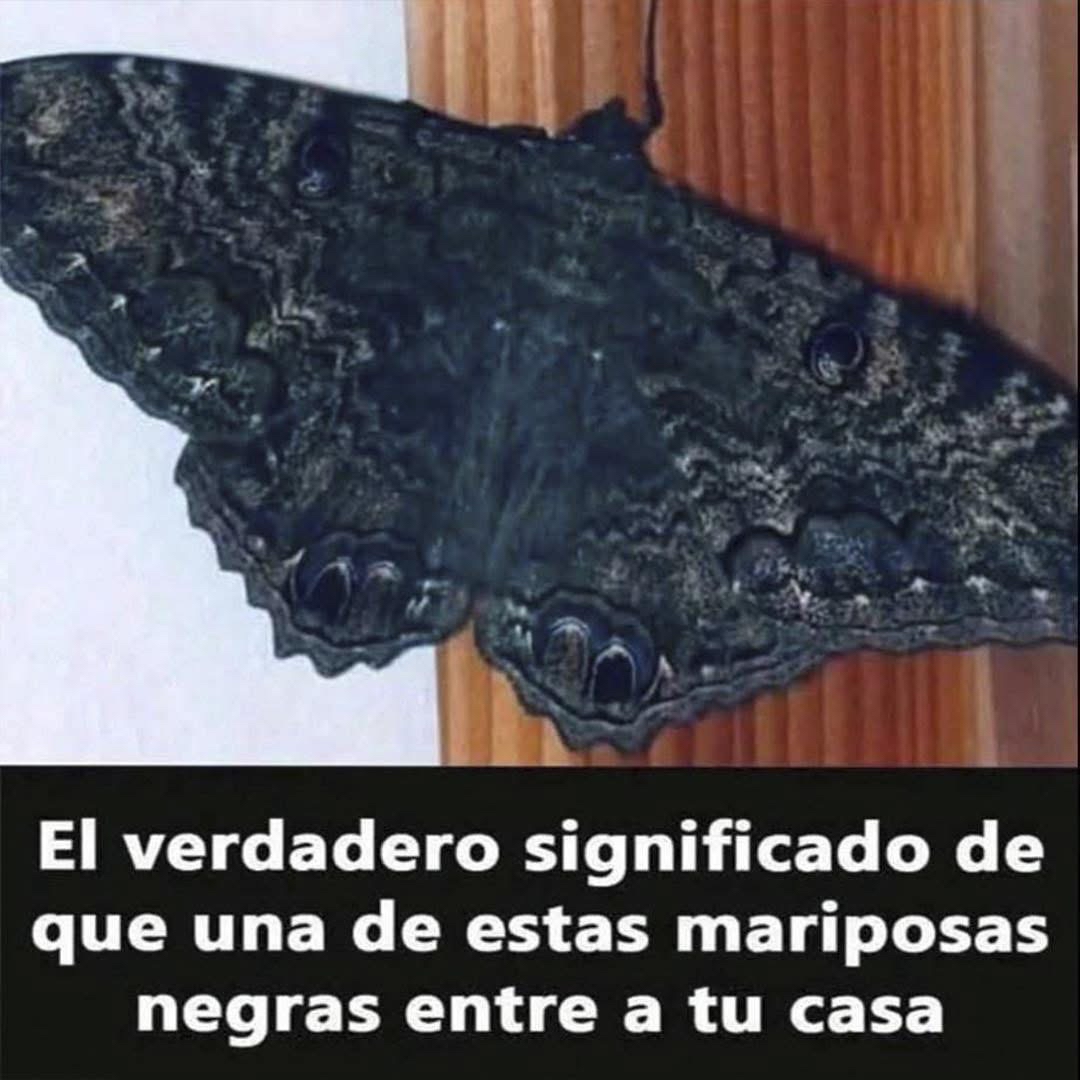 Mariposa negra posada en una superficie de madera