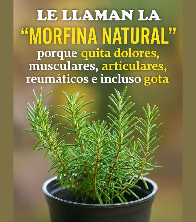 Romero, la morfina natural