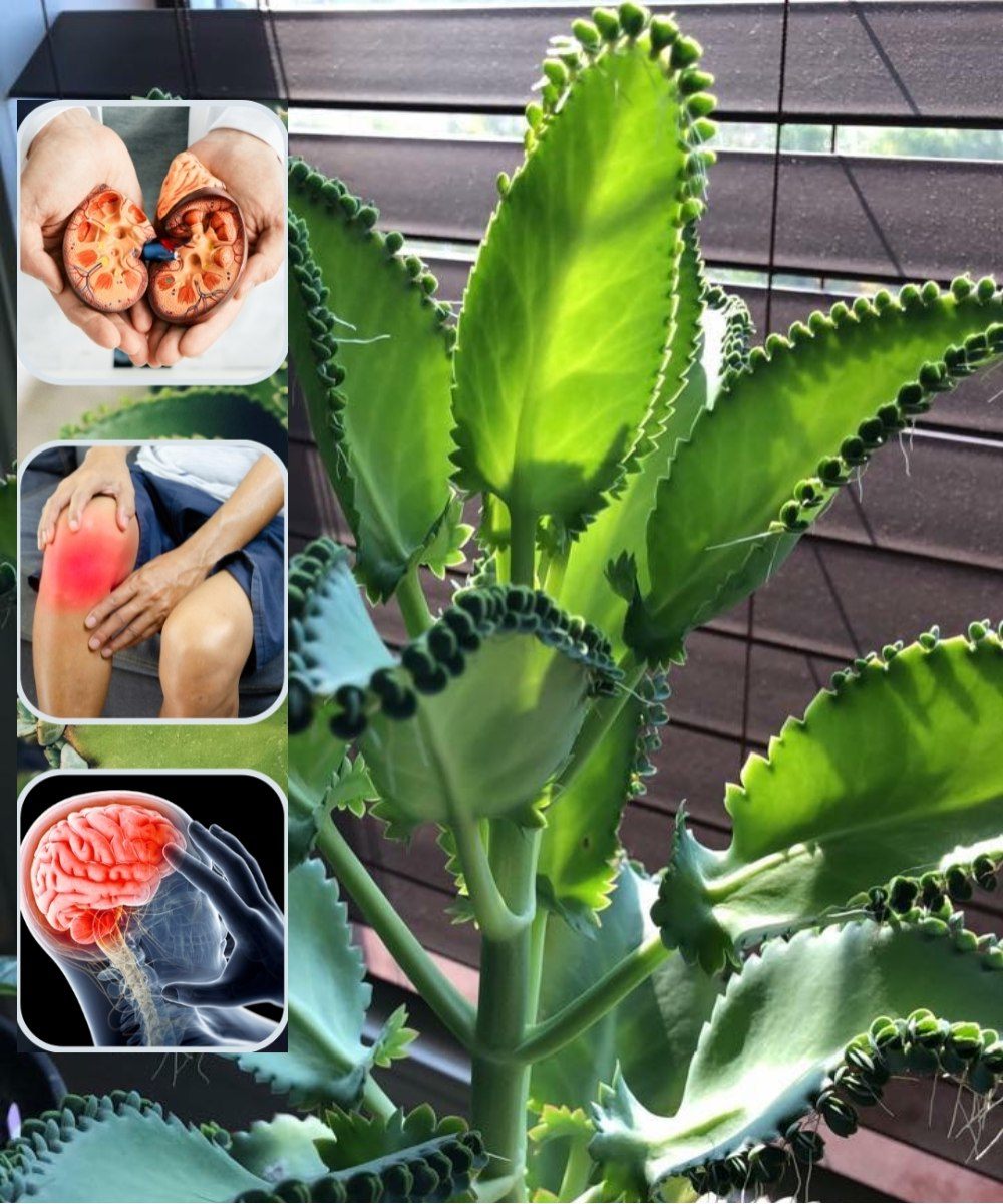 Kalanchoe hoja milagrosa