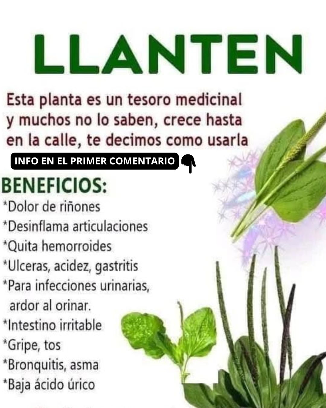 Hojas de Llantén
