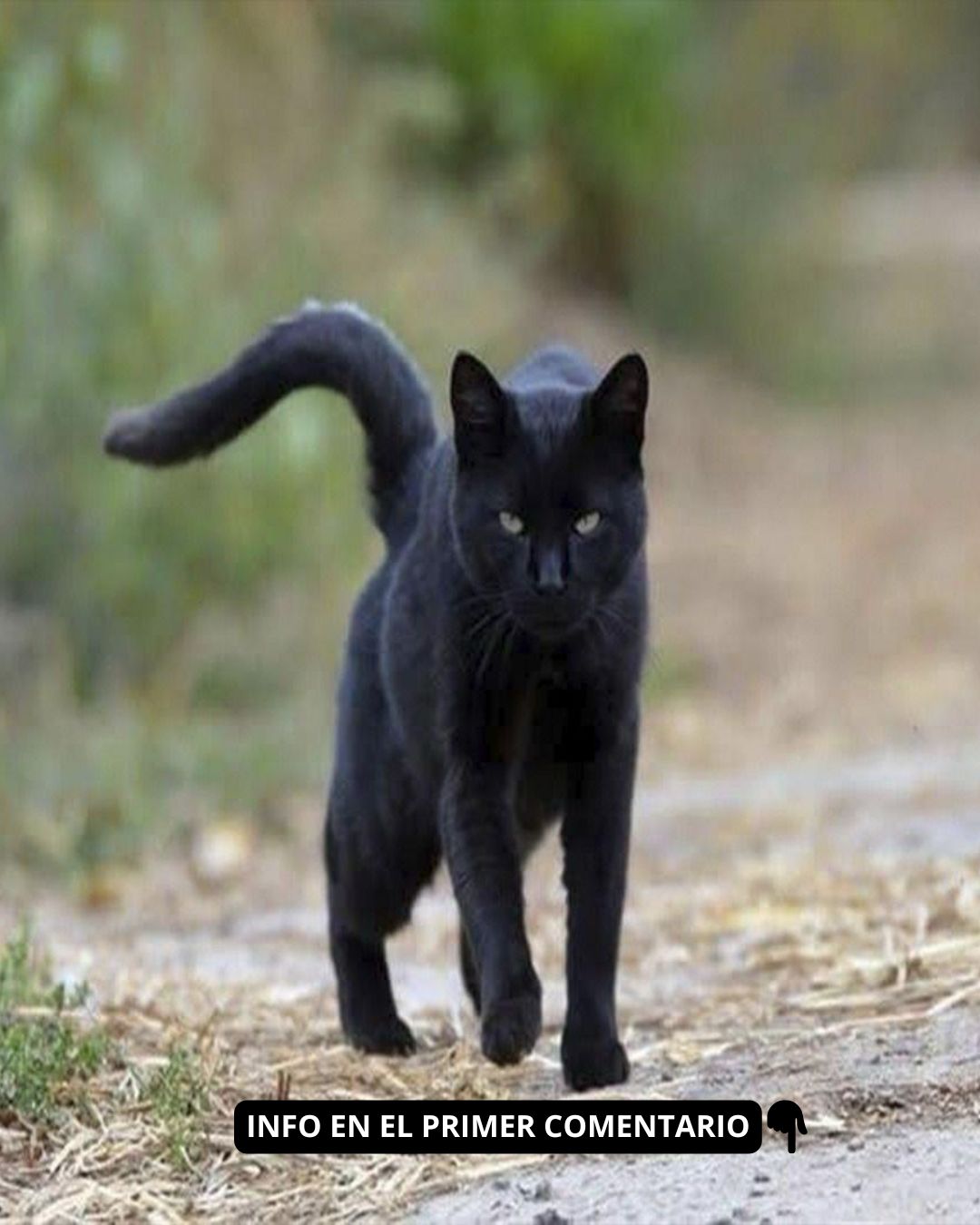 Gato negro caminando al aire libre