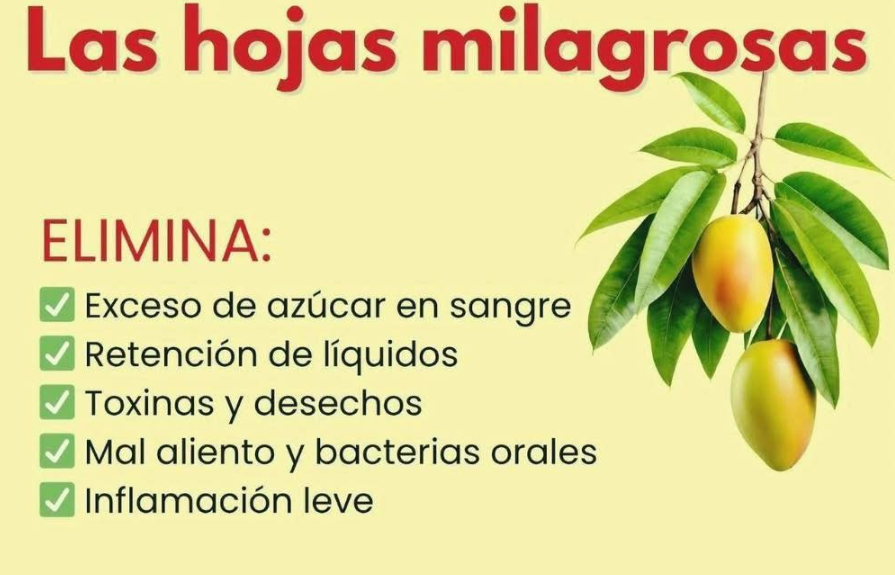 Hojas de Mango, Guayaba y Guanábana